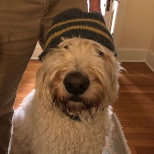 Meet your Posher, Anne